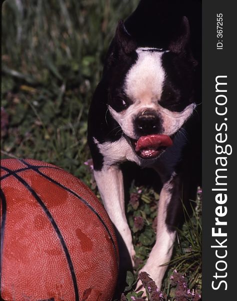 Dog playing with basketball,tongue out and winking. Dog playing with basketball,tongue out and winking
