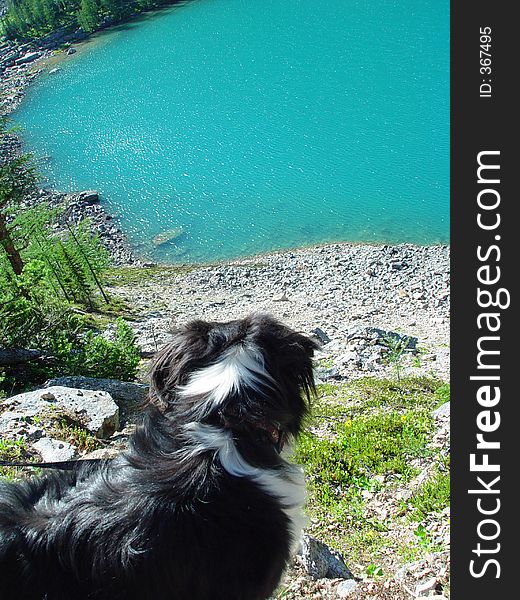 Border collie enjoys the view from the hiking trail, Lake Louise area, Banff National Park, Canada. Border collie enjoys the view from the hiking trail, Lake Louise area, Banff National Park, Canada