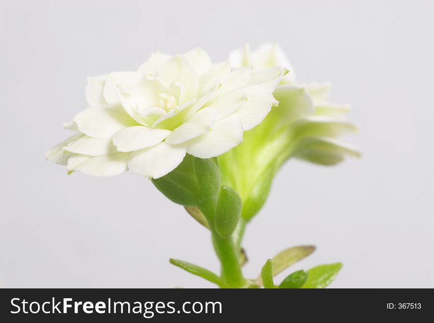 White double-flowering kalanchoe - macro