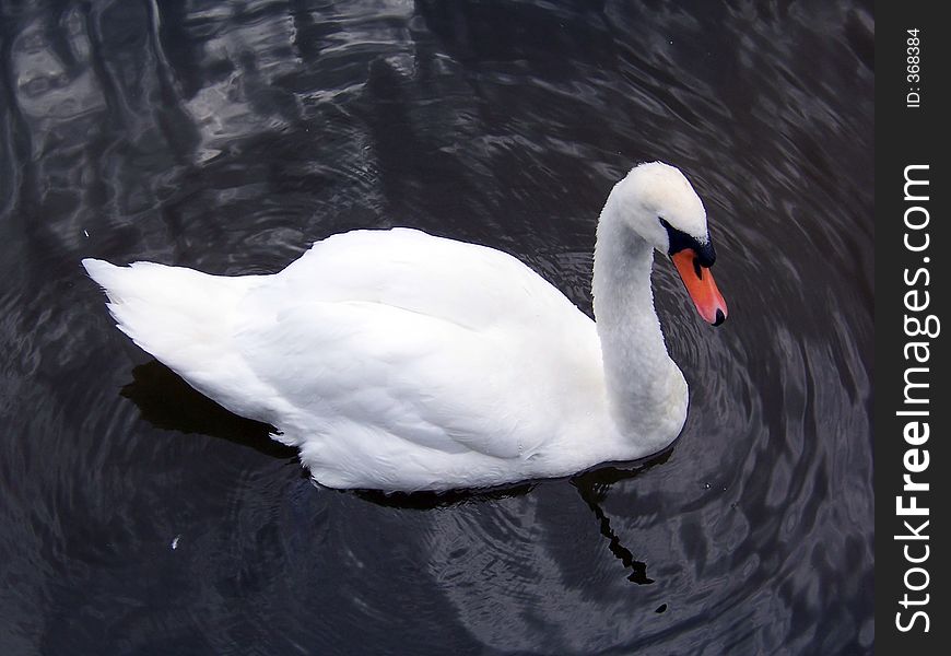 Swan at Llangors Lake, Wales. Swan at Llangors Lake, Wales