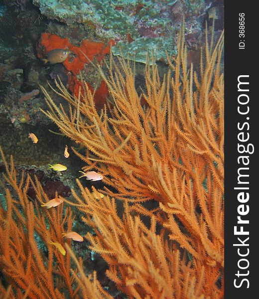 Orange species of soft coral with little fishes hiding in within. Orange species of soft coral with little fishes hiding in within