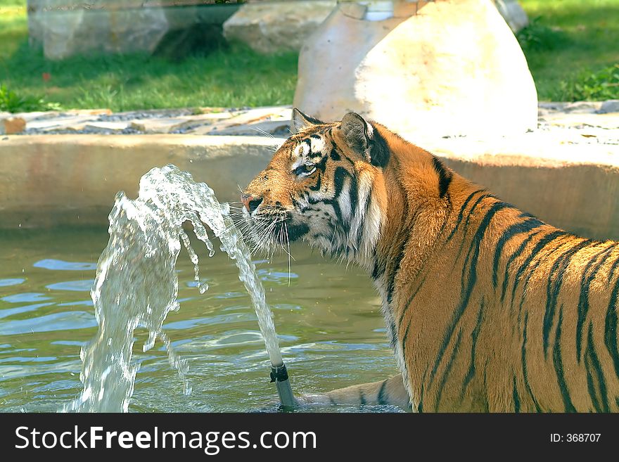 Playing tiger close-up