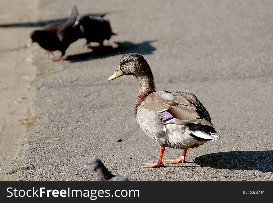 Female mallard duck