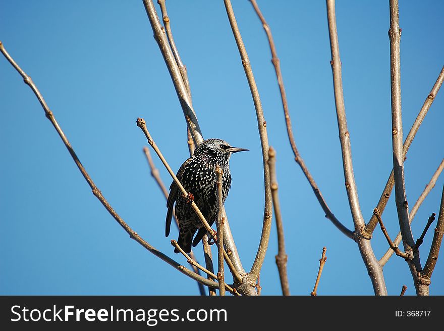 Starling close-up. Starling close-up