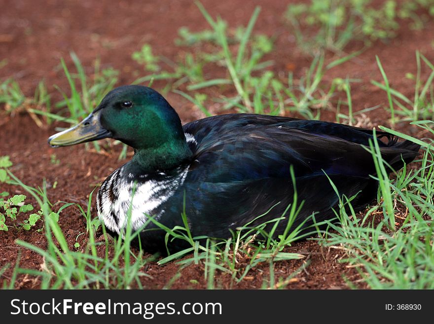 Duck Stairing