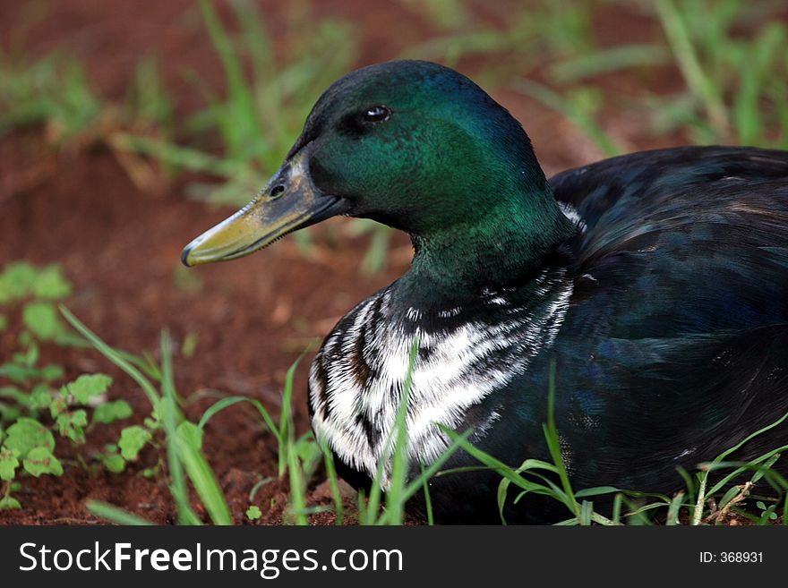 Duck Stairing