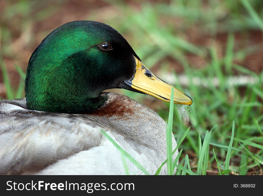 Duck stairing