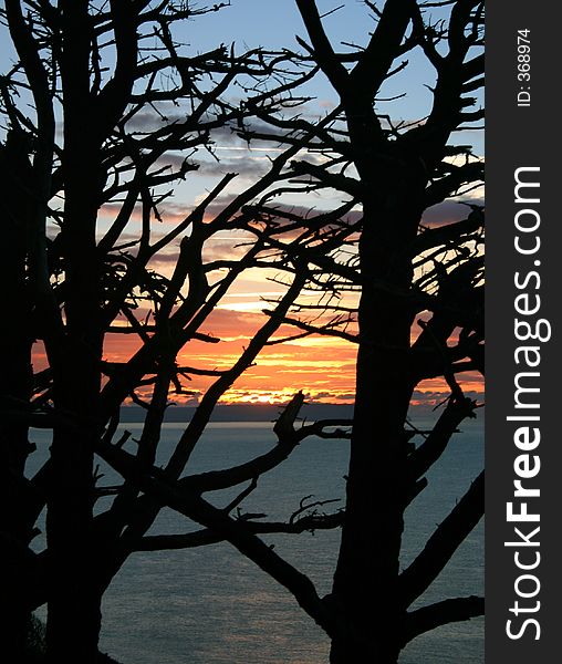 Silhouette sunrise through two dead coastal trees. Silhouette sunrise through two dead coastal trees.