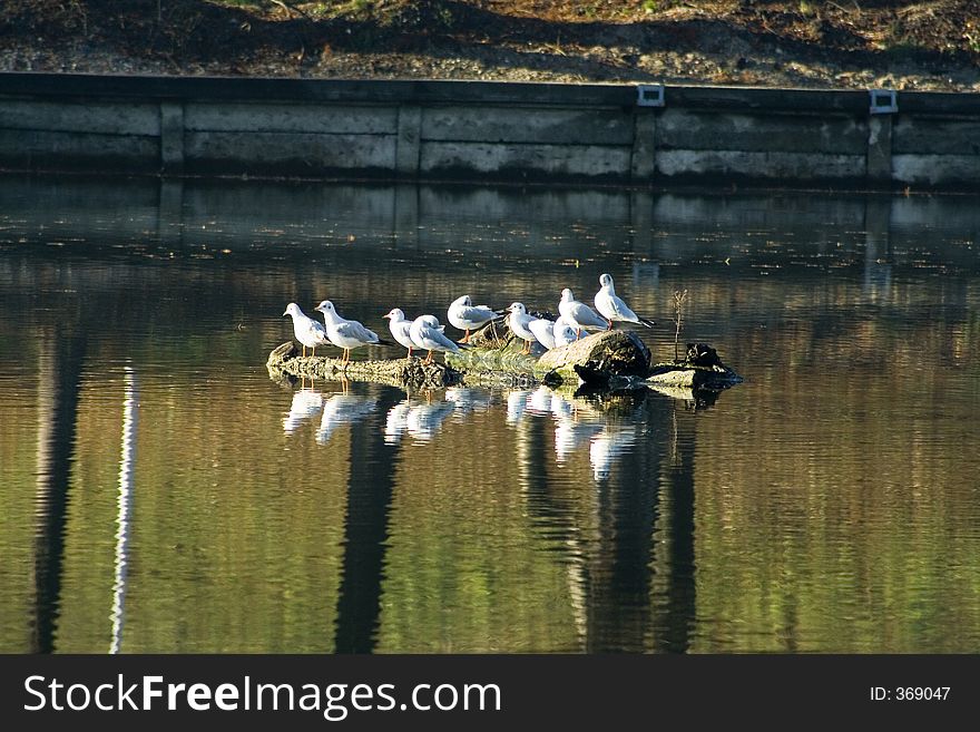 Seagulls in port