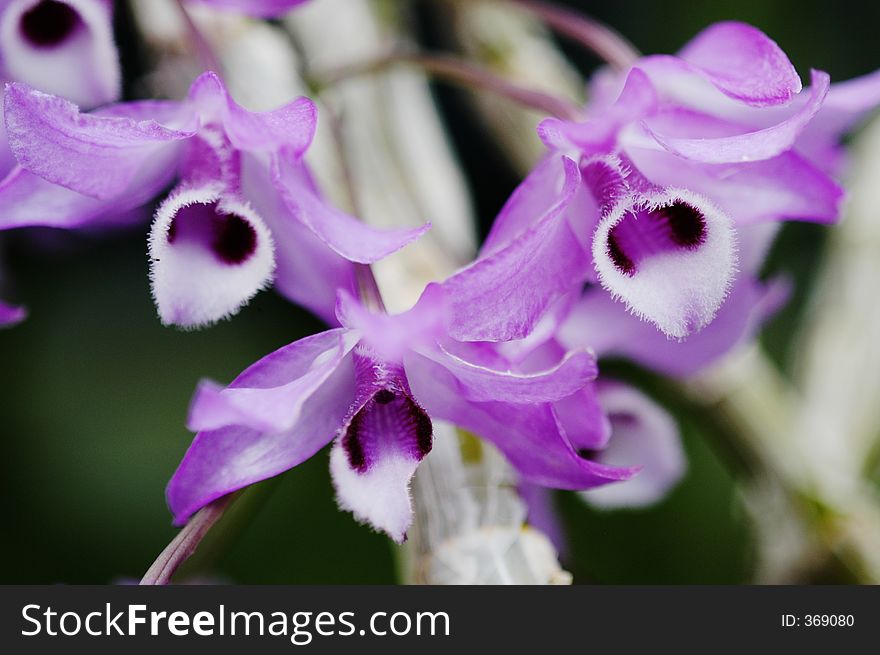 Purple Dendrobium parishii Orchid