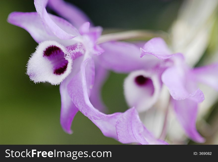 Dendrobium Parishii Orchid