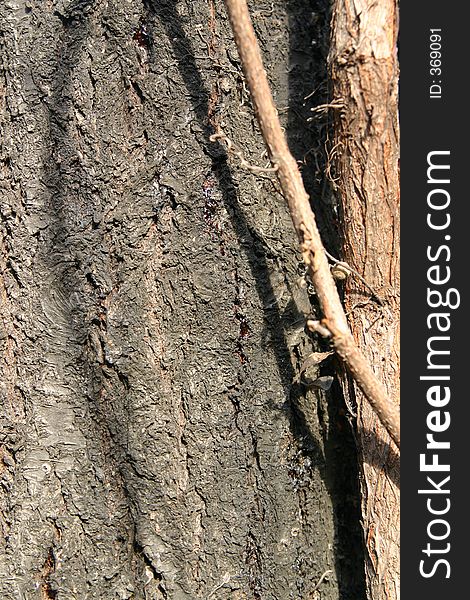 Tree Texture Detail
