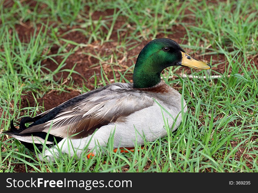 Duck resting after a long day. Duck resting after a long day