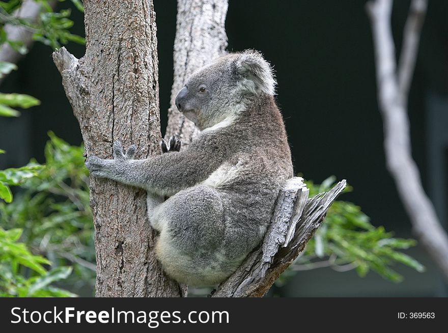 Koala in tree, Sydney zoo