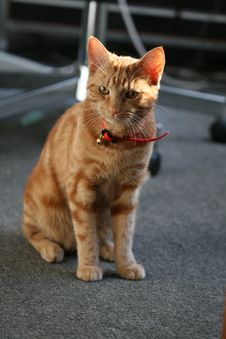 My Cat Money 8 Royalty Free Stock Image My Cat Money 8 Royalty Free Stock Image