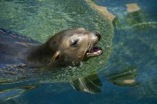 Tropical Sea Lion Seal Stock Photography