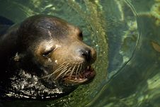 Tropical Sea Lion Seal Royalty Free Stock Photos