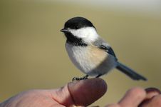 Free Tit With Hand Stock Image - 3601371