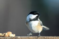 Free Tit Stock Photography - 3601432