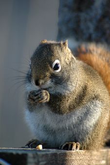Squirrel Stock Photography