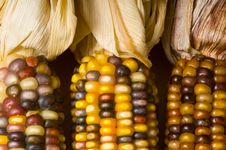 Indian Corn Stock Images