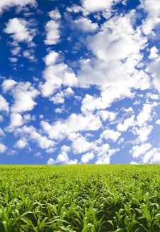 Corn Field Under Blue Sky Royalty Free Stock Photo Corn Field Under Blue Sky Royalty Free Stock Photo