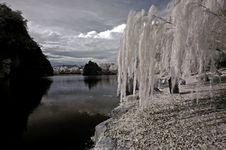Infrared Photo- Tree, Rock Royalty Free Stock Photos Infrared Photo- Tree, Rock Royalty Free Stock Photos