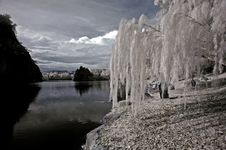 Infrared Photo- Tree, Rock Stock Photo Infrared Photo- Tree, Rock Stock Photo
