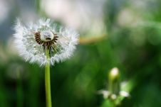 Taraxacum Dandelion 3 Stock Images Taraxacum Dandelion 3 Stock Images