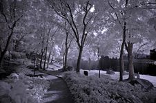 Infrared Photo- Tree, Rock Stock Image Infrared Photo- Tree, Rock Stock Image