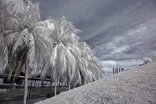 Infrared Photo- Coconut Tree Stock Photography Infrared Photo- Coconut Tree Stock Photography