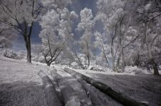 Infrared Photo- Tree, Tree Log Stock Image Infrared Photo- Tree, Tree Log Stock Image