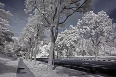 Infrared Photo- Tree, Road Royalty Free Stock Image Infrared Photo- Tree, Road Royalty Free Stock Image