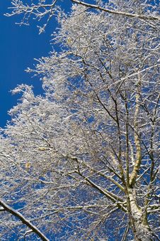 Birches 04 Stock Photo Birches 04 Stock Photo