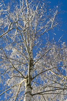 Birches 05 Royalty Free Stock Photography Birches 05 Royalty Free Stock Photography