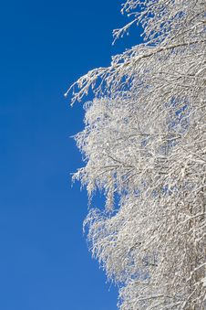 Birches 08 Stock Image Birches 08 Stock Image