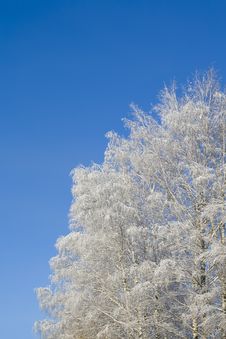 Birches 10 Stock Image Birches 10 Stock Image
