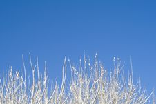 Birches 12 Stock Photo Birches 12 Stock Photo