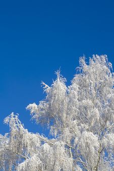 Birches 11 Royalty Free Stock Images Birches 11 Royalty Free Stock Images