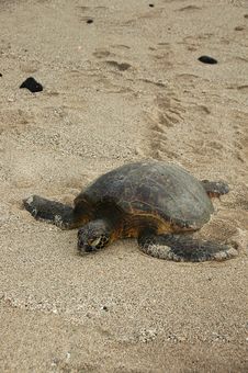 Basking Green Sea Turtle Stock Photography Basking Green Sea Turtle Stock Photography