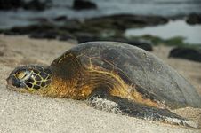 Sleeping Green Sea Turtle Stock Image Sleeping Green Sea Turtle Stock Image