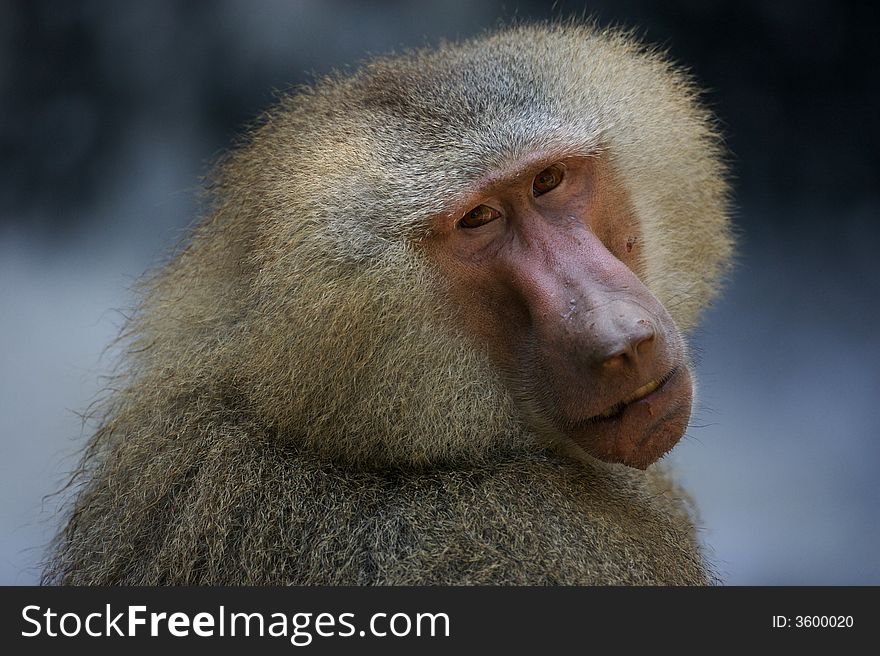 A family of Hamadryas Baboons