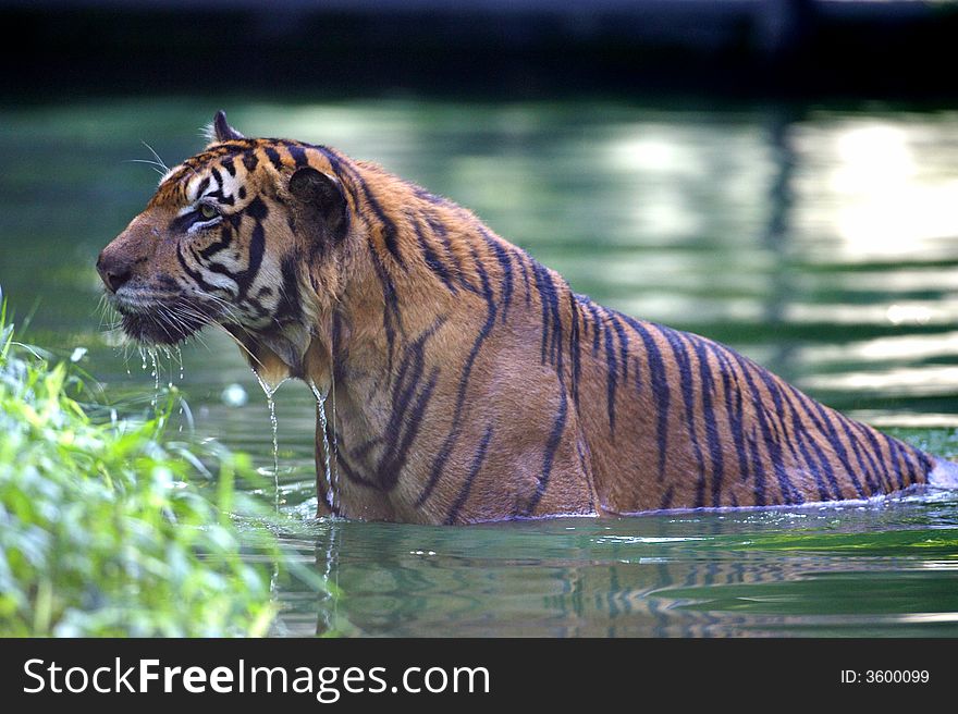 Malaysian Tiger enjoying a swim