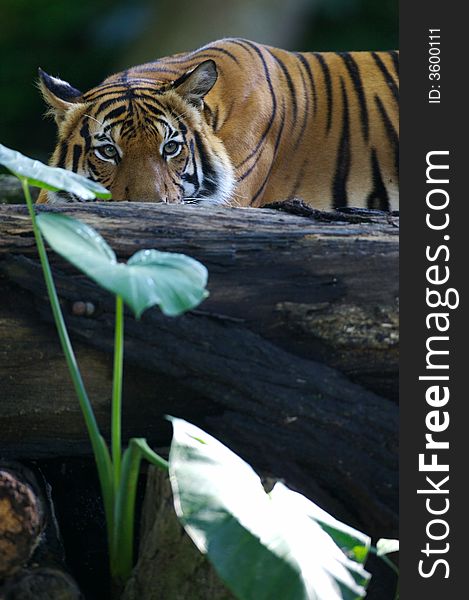 Malaysian Tiger