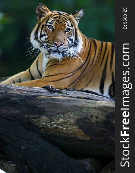 Malaysian Tiger having a rest