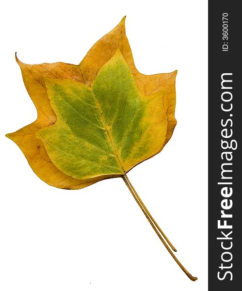Two different sized and different coloured autumn leaves on a white background. Two different sized and different coloured autumn leaves on a white background