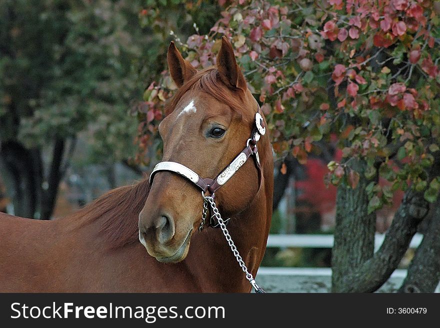 Head shot of quarter horse stallion against autum leaves.