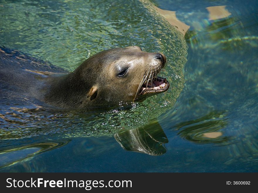 Tropical sea lion seal swimming in mexico