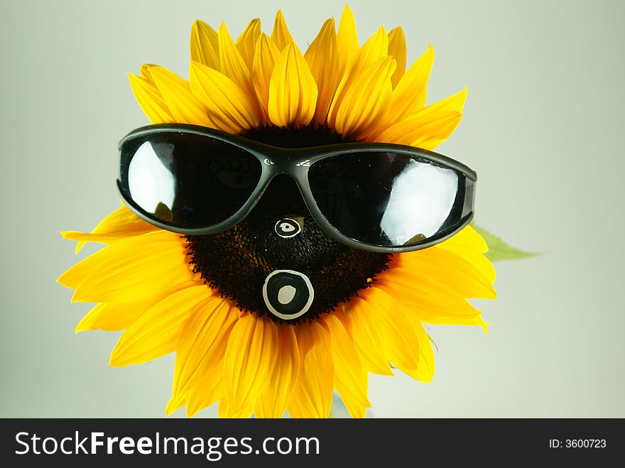 A sunflower with black sunglasses