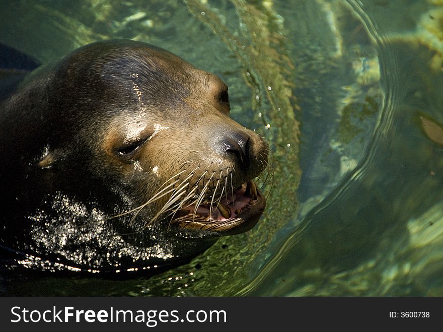 Tropical sea lion seal swimming in mexico